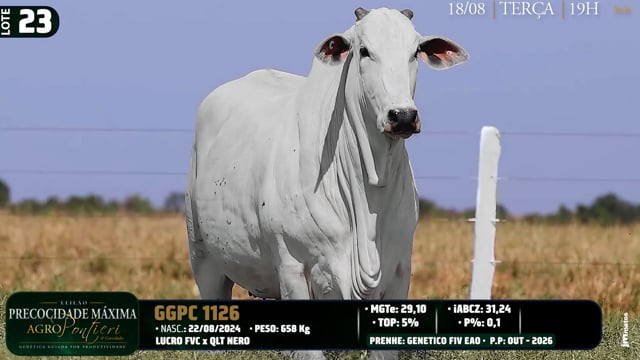 Lote 23