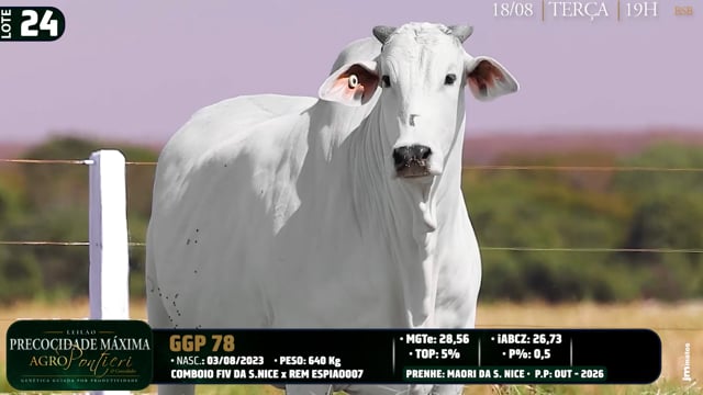 Lote 24