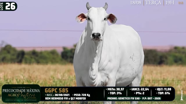 Lote 26