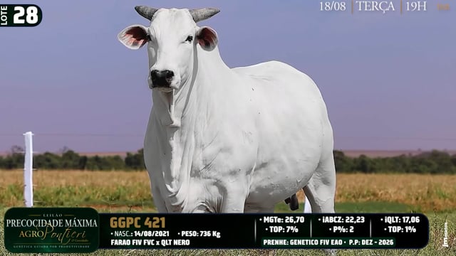Lote 28