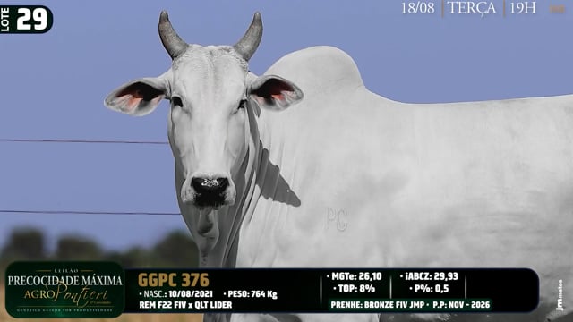 Lote 29