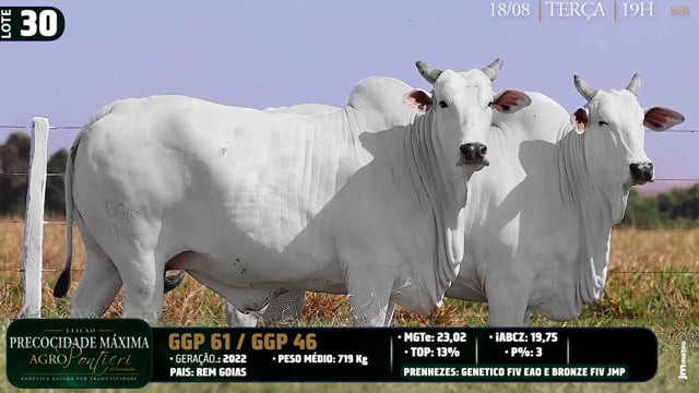 Lote 30