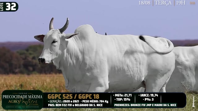 Lote 32
