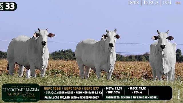 Lote 33