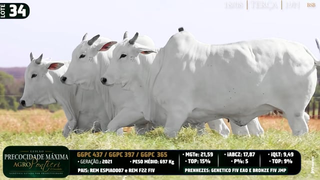 Lote 34