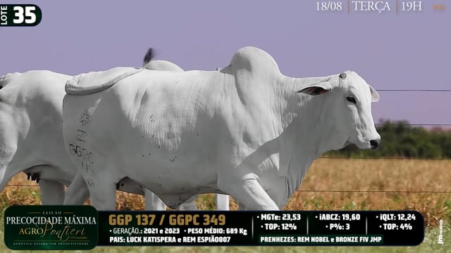 Lote 35