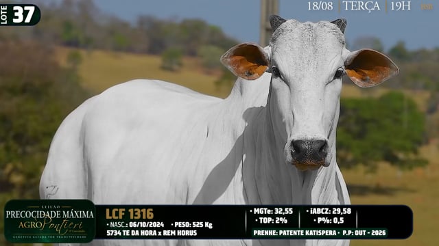 Lote 37