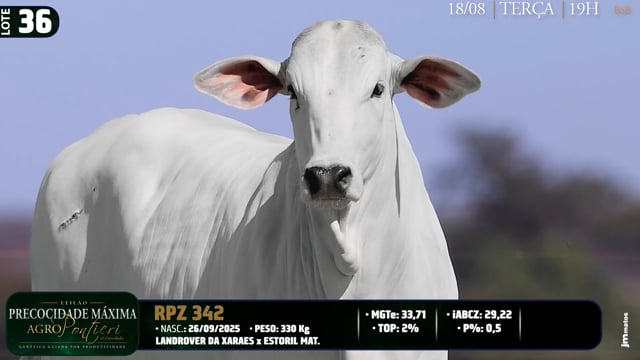 Lote 36