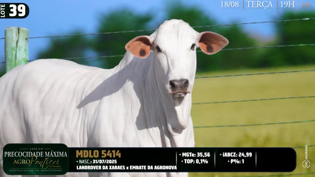 Lote 39