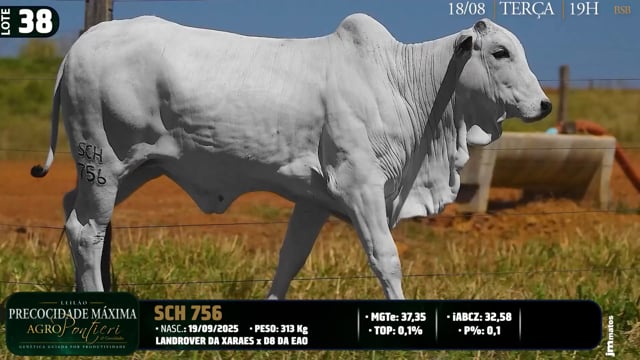 Lote 38