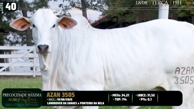 Lote 40