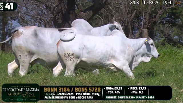 Lote 41