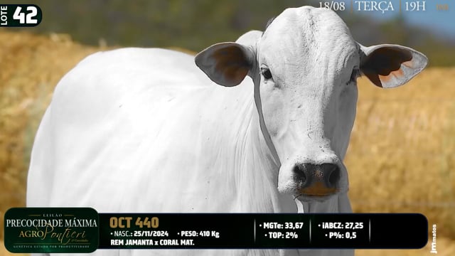 Lote 42