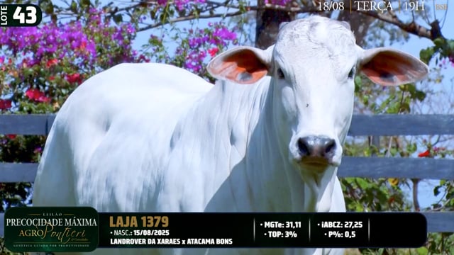 Lote 43