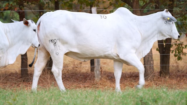Lote 30