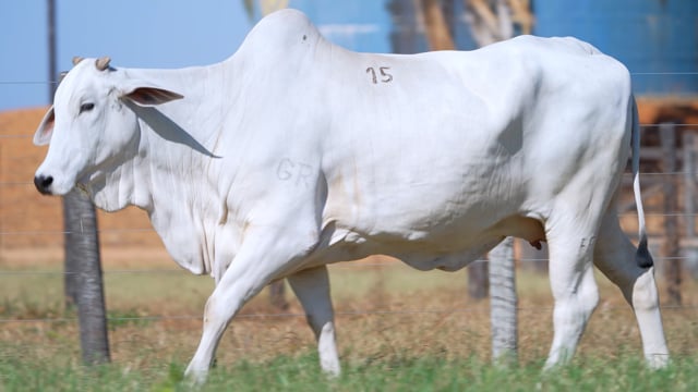 Lote 15