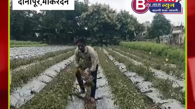 #मिरची पिकांवर सतत रोगराई पसरल्यामुळे मिरचीवर केलेला खर्च  देखील निघेत नसल्याने उपटली मिरची #पीक 
