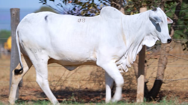 Lote 88