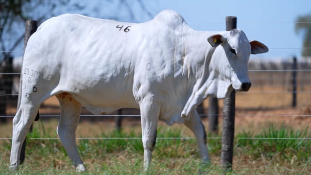Lote 46