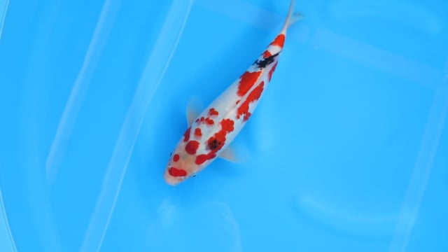 Showa Momotaro