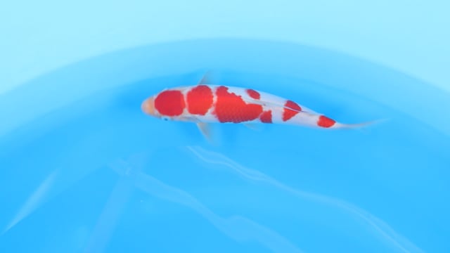 Maruten Kohaku