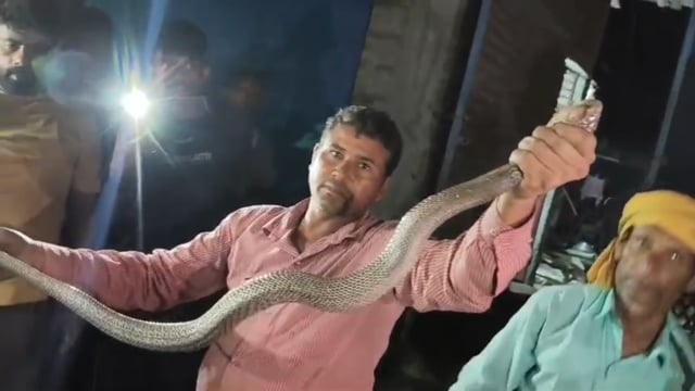 घर में फुफकारता मिला 6 फीट लंबा कोबरा, नागपंचमी पर मचा हड़कंप; वन विभाग ने ऐसे पकड़ा