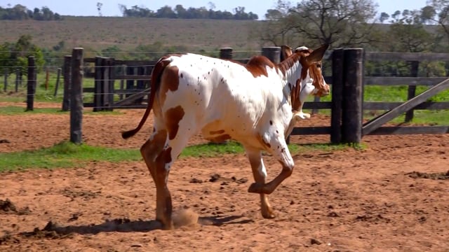 Lote 04