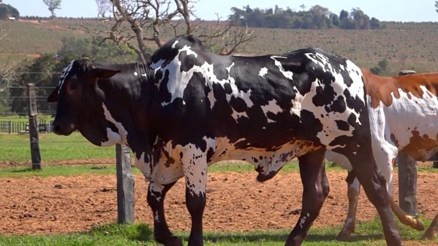 Lote 01