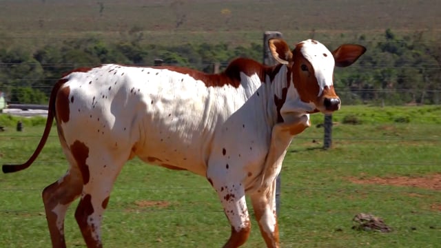 Lote 03