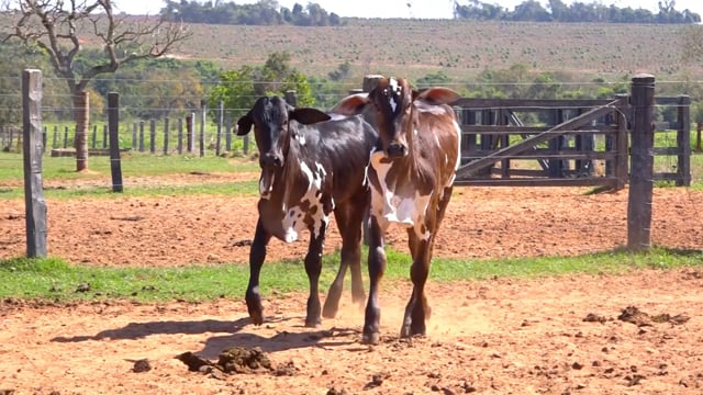 Lote 05