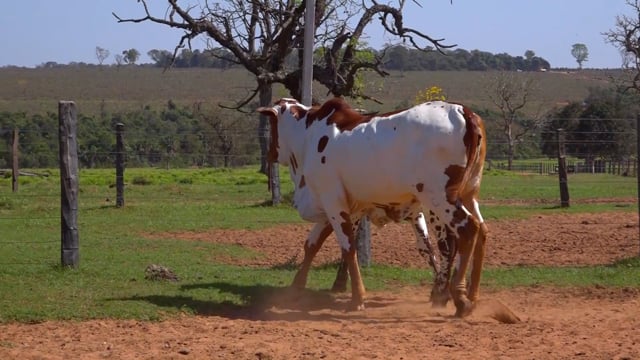 Lote 06