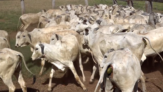 Lote 05J