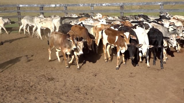 Lote 03J