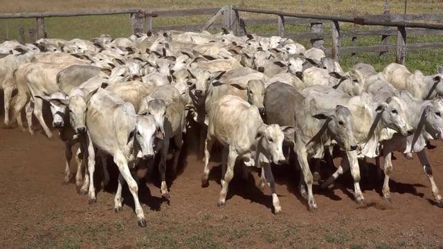 Lote 04J