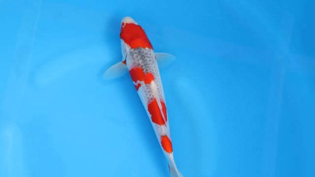 Goshiki - Minuma
