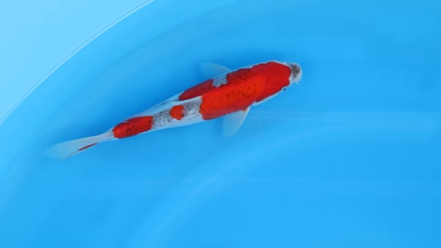Goshiki - Minuma (28cm)