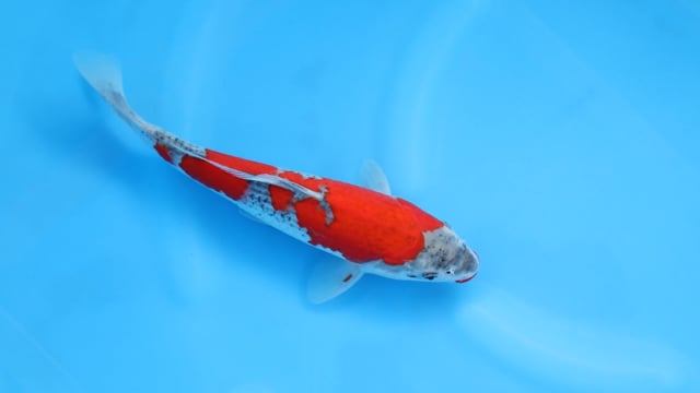 Goshiki - Minuma