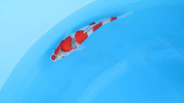 Goshiki - Minuma (27cm)