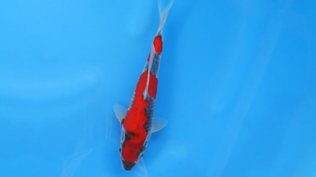 Goshiki - Minuma
