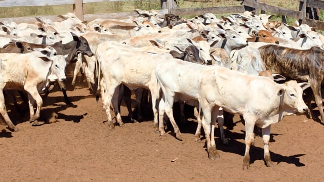 Lote 50