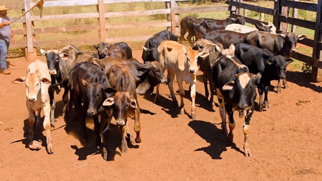 Lote 51