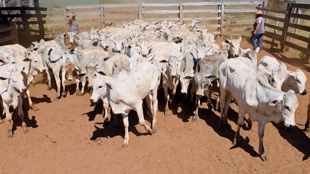 Lote 52