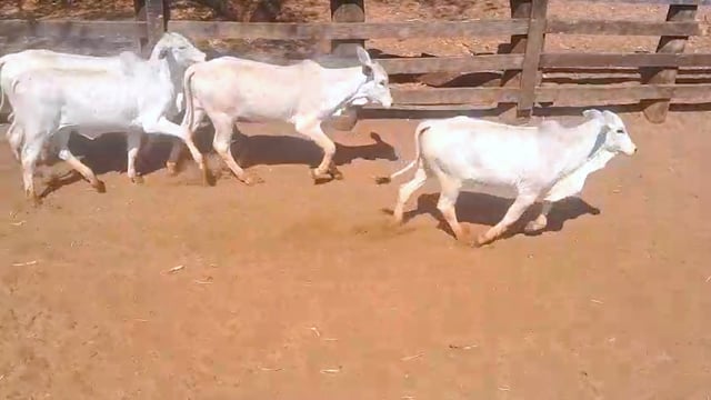 Lote 00 Umbicura