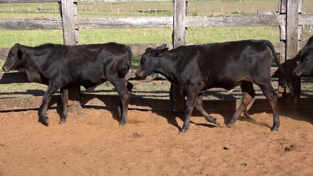 Lote 12