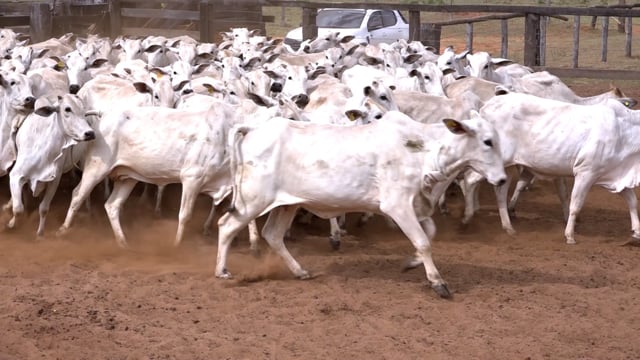 Lote 15
