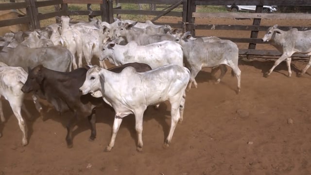 Lote 18