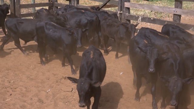 Lote 19