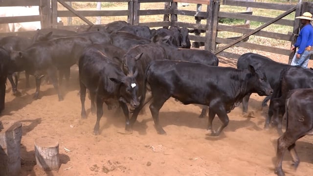 Lote 21