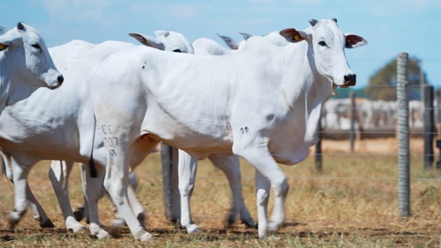 Lote 103