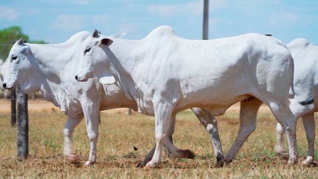 Lote 106